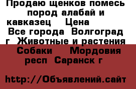 Продаю щенков помесь пород алабай и кавказец. › Цена ­ 1 500 - Все города, Волгоград г. Животные и растения » Собаки   . Мордовия респ.,Саранск г.